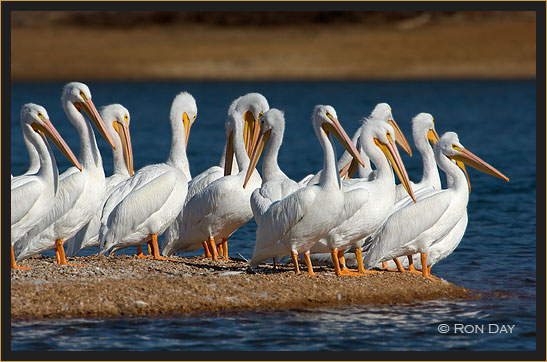 American White Pelicans Preening On Shoreline